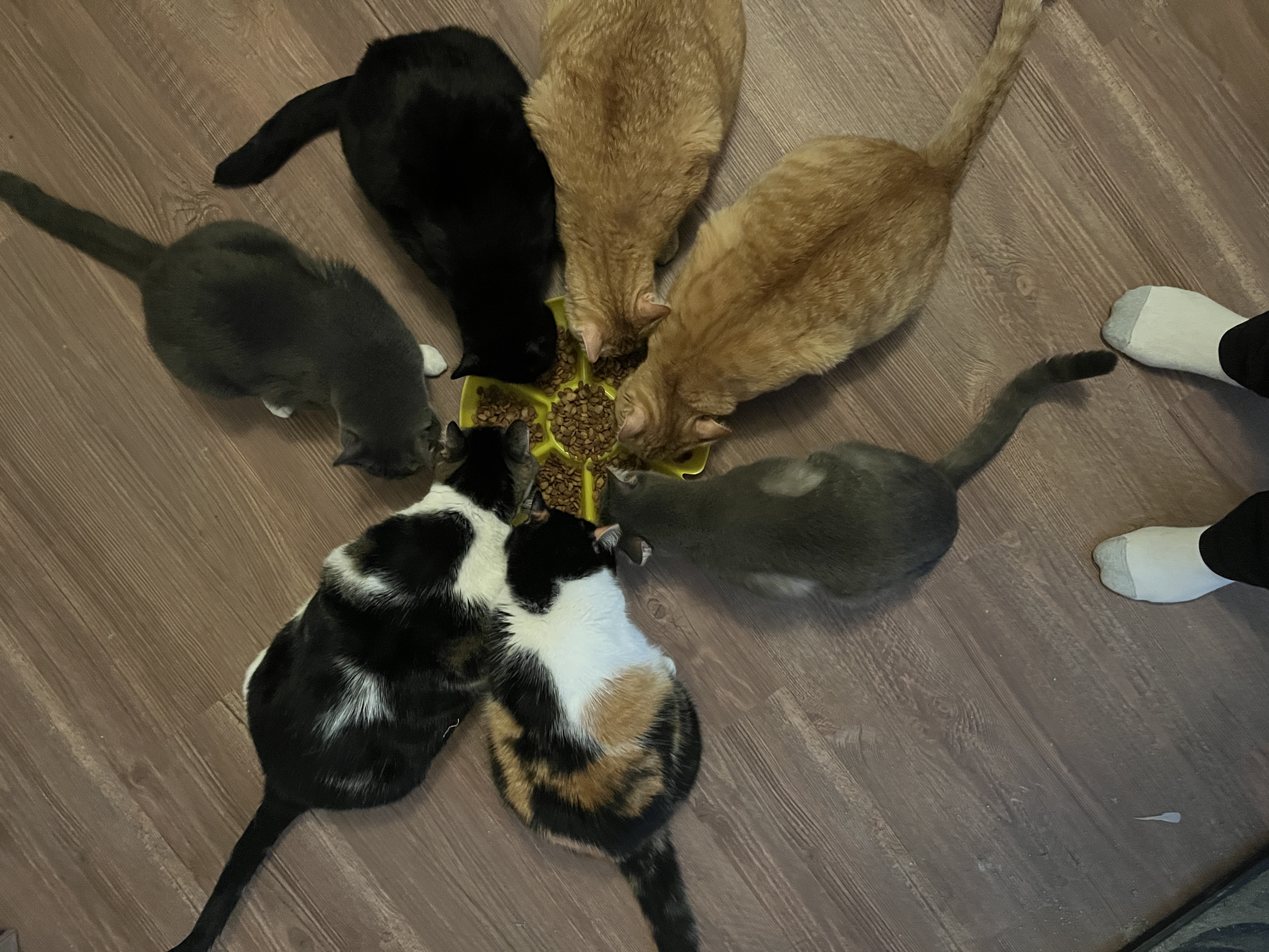 Photo of 7 cats eating in a pinwheel formation.